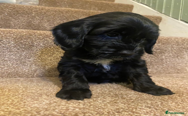 Cockapoo dogs - Advert 1