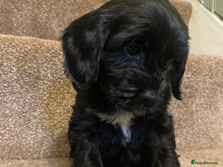 Cockapoo dogs - Advert 1