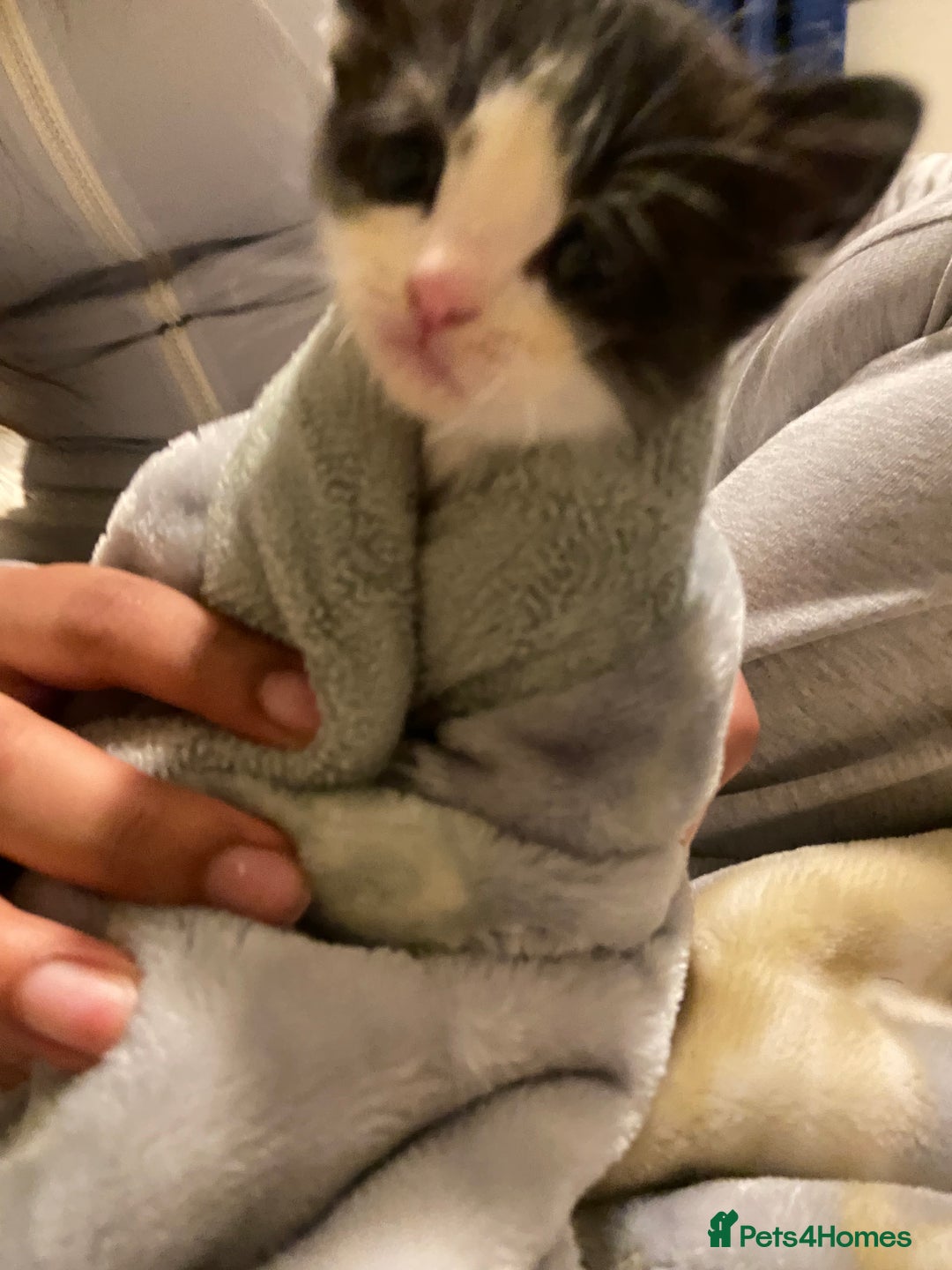 Domestic Shorthair cats for sale: Adorable Black & White Kittens  - Image 3