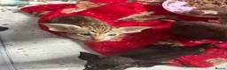 Oriental cats for sale: Gorgeous Oriental Kittens ready now - Advert 20