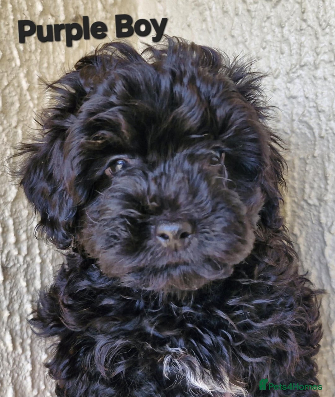 Mixed Breed dogs for sale: Yorkiepoo Puppies - Image 4