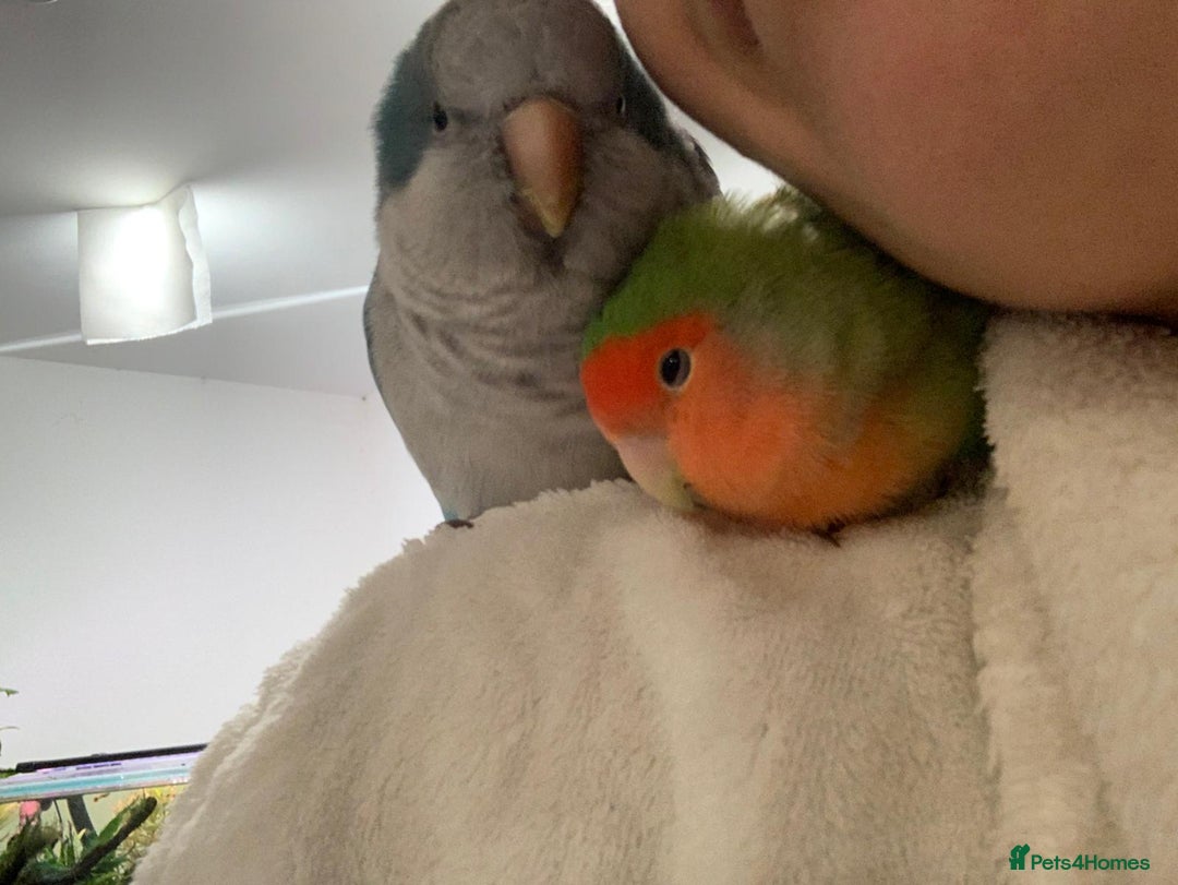 Parakeets birds for sale:  Quaker Parrot & Love Bird pair for sale cage incl - Image 3