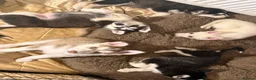 Mixed Breed dogs for sale: Husky Hybrid Puppies (Utonagans)  - Advert 32