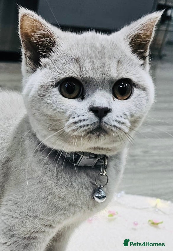 British Shorthair cats Beautiful Rare Fawn Lilac British Shorthair Girl! - Advert 7