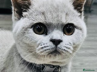 British Shorthair cats Beautiful Rare Fawn Lilac British Shorthair Girl! - Advert 7