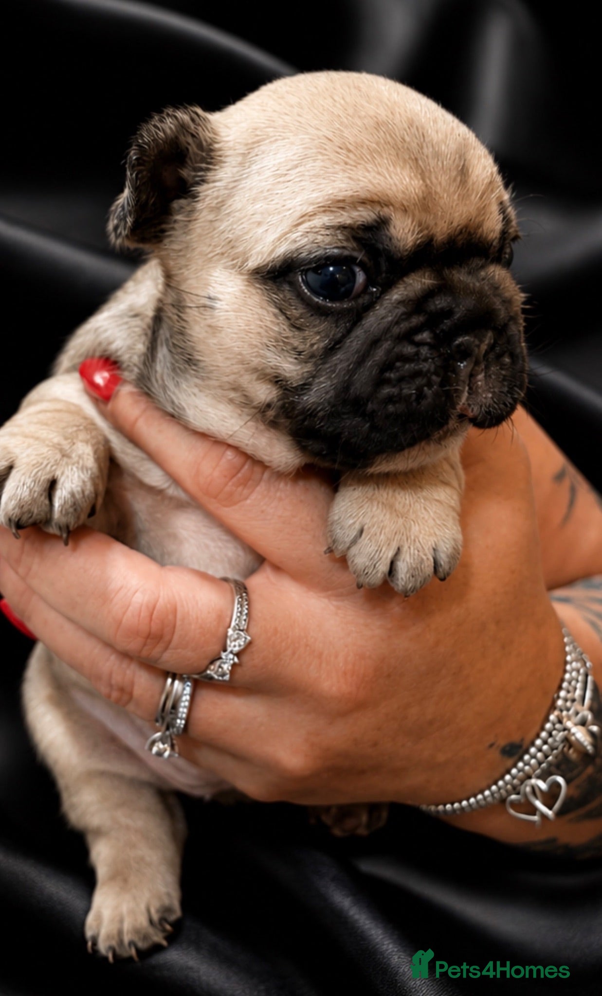 French Bulldog dogs TOP QUALITY KC REG FRENCH BULLDOG PUPPIES(HEALTHT) - Advert 4