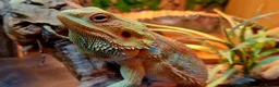 Bearded Dragon reptiles for sale: Blue Bar Lemon Hypo Bearded Dragon - Advert 7