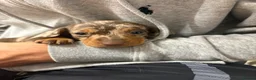 Miniature Dachshund dogs for sale: Miniature dachshund  - Advert 14