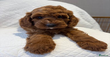 Cockapoo dogs - Advert 8
