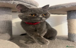 British Shorthair cats for sale: British shorthair  - Image 20