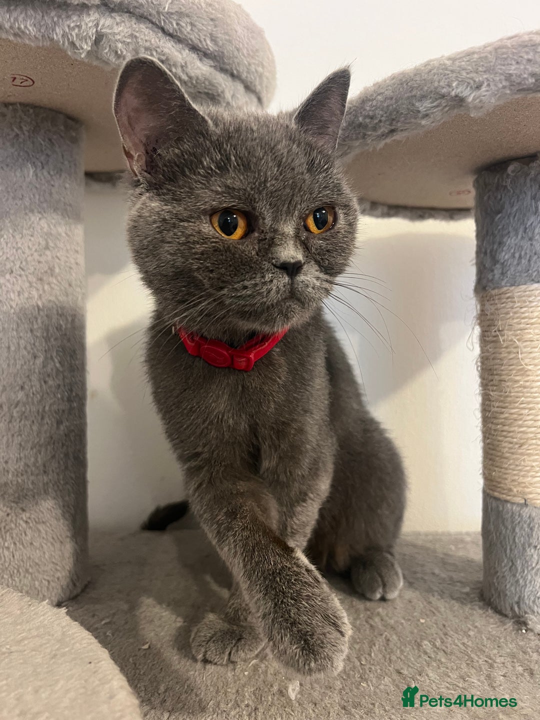 British Shorthair cats for sale: British shorthair  - Image 20