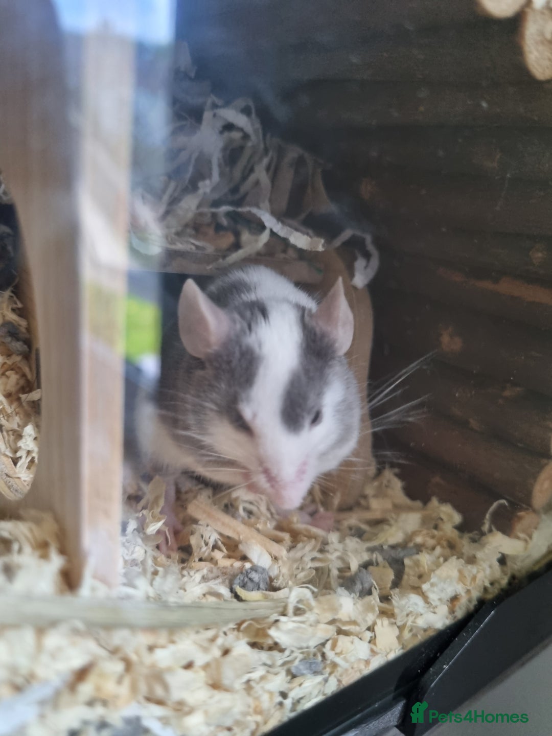 Mouse rodents for sale: Male mice - Image 3