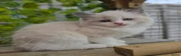 Ragdoll cats for sale: 💓please read🩵🏆European Champion lines 💫Tica - Advert 11