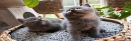 British Shorthair cats for sale: Beautiful British Shorthair Kittens  in Ilford - Advert 18