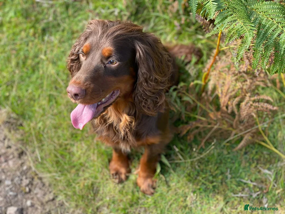 Cocker Spaniel dogs for stud: Sweet natured & handsome cocker stud dog in Bristol - Advert 2