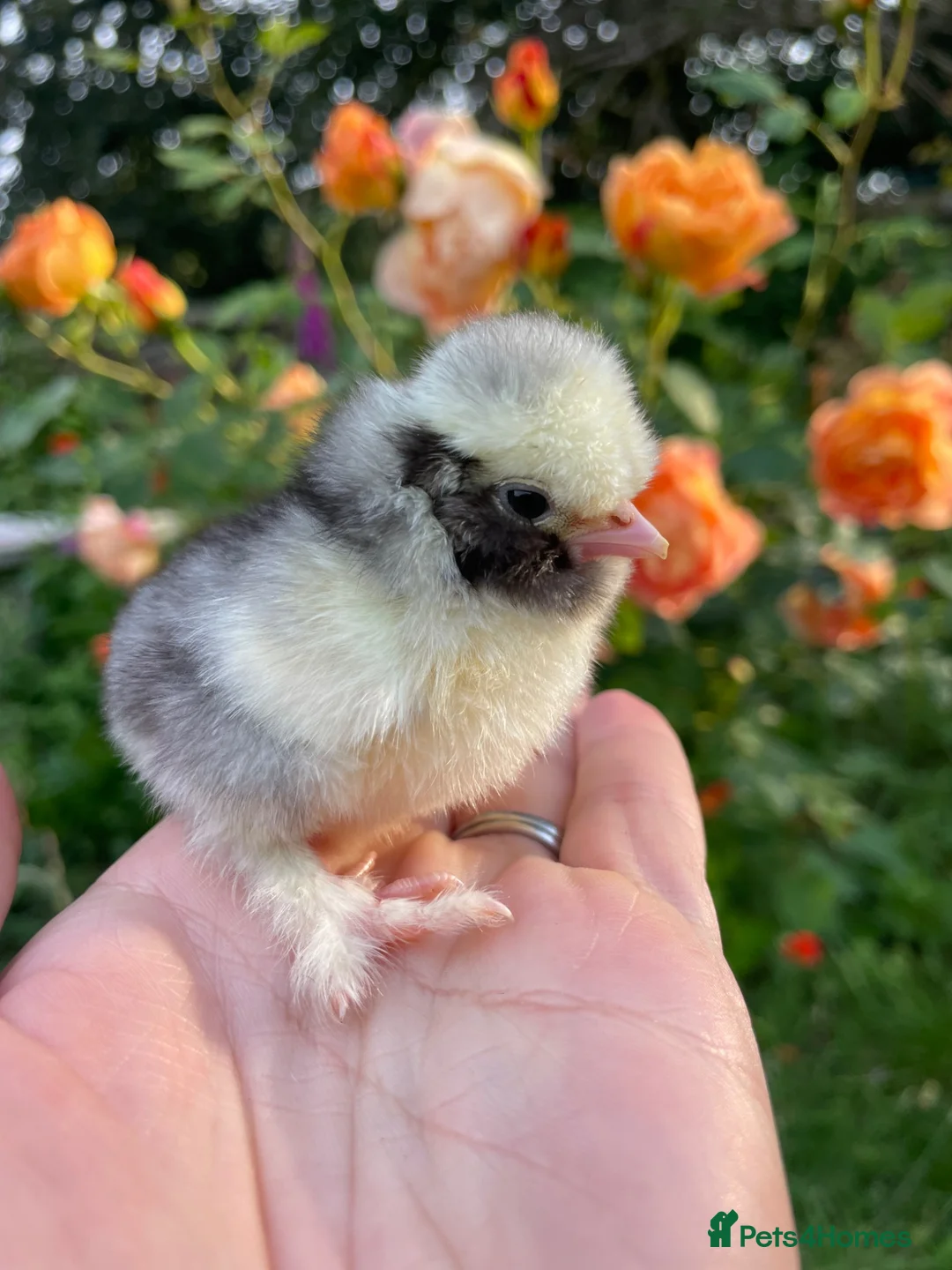 Chickens poultry for sale: 🐣🤍Day old chicks 🤍🐣 lots of breeds  - Advert 1