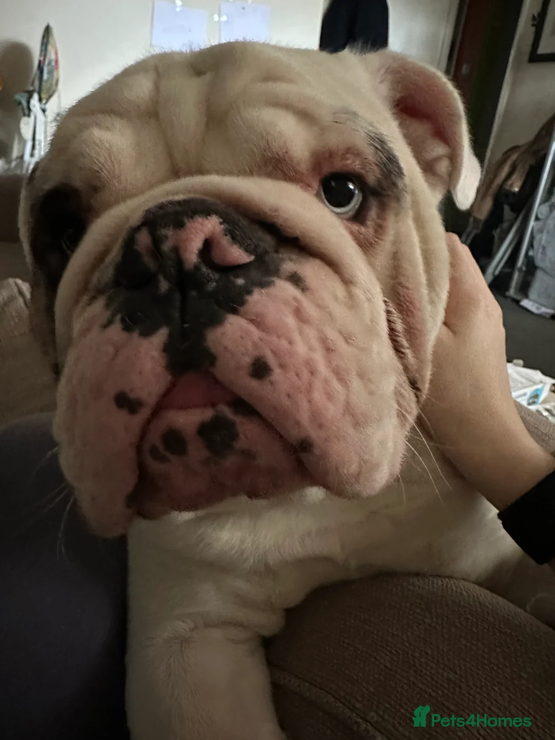 English Bulldog dogs for sale: Reggie looking for 5 star home  - Advert 9