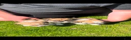 Mixed Breed dogs for sale: Shih Tzu cross chihuahua puppies  - Advert 4
