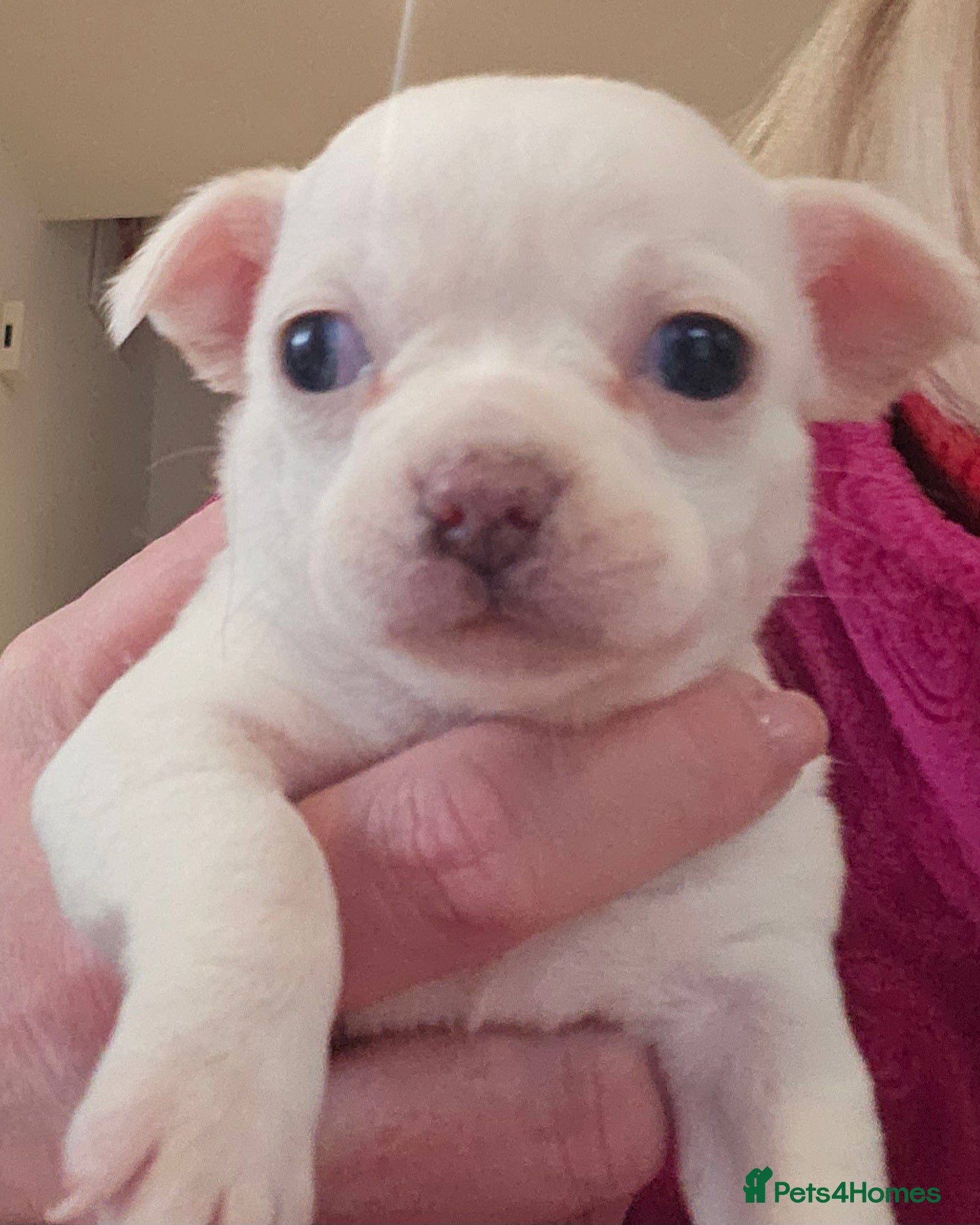 Chihuahua dogs White With Stunning Blue  Eyes Chihuahuas  - Advert 5