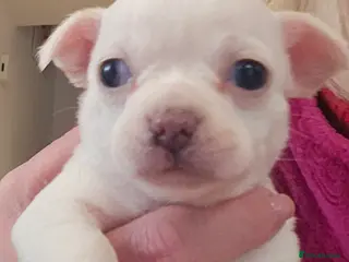 Chihuahua dogs Last little Girl Champagne/ Blue Eyes Chihuahua - Advert 3