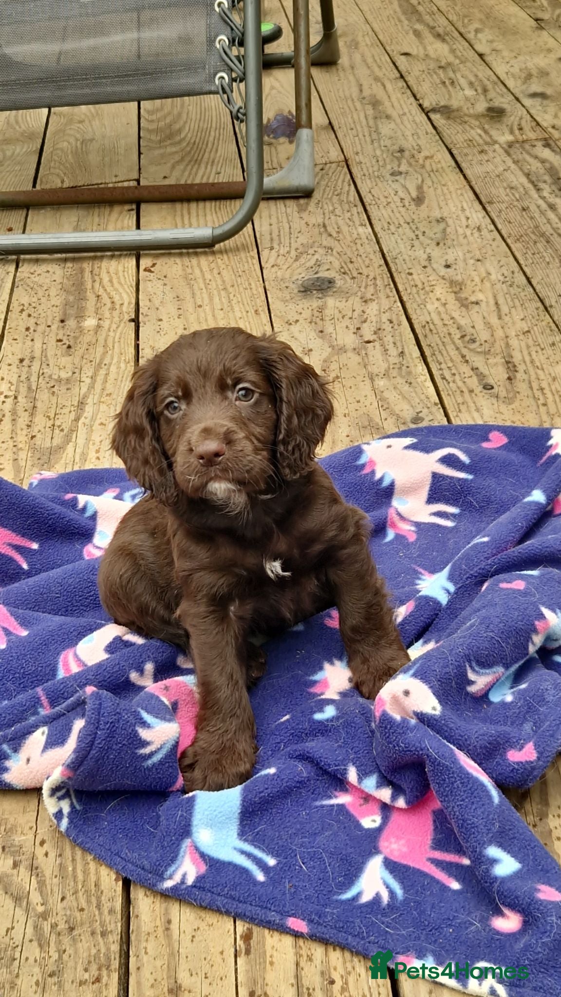 Cocker Spaniel dogs Working cocker spaniel puppies  - Advert 1