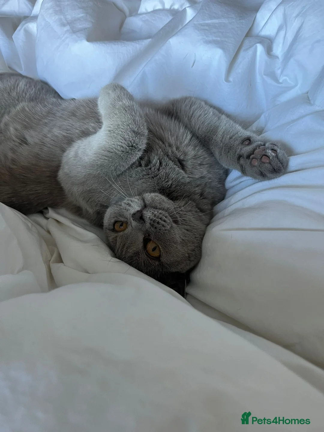 British Shorthair cats for sale: Male Blue Grey British Shorthair  - Advert 2