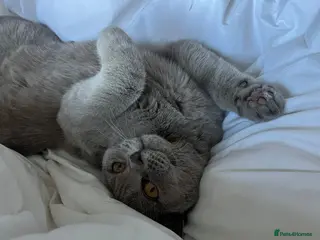 British Shorthair cats Male Blue Grey British Shorthair - Advert 3