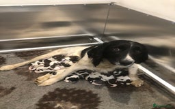 English Springer Spaniel dogs for stud: ACE SPIRIT ONE OF ELISHADE  in Tonbridge - Image 13