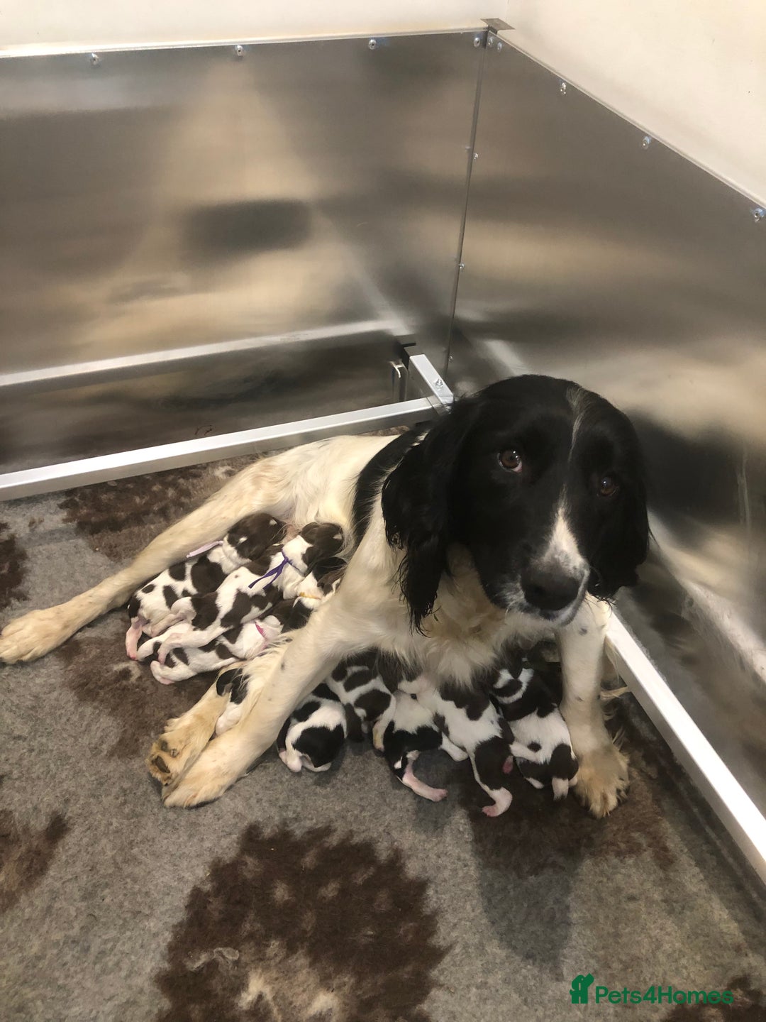 English Springer Spaniel dogs for stud: ACE SPIRIT ONE OF ELISHADE  in Tonbridge - Image 13