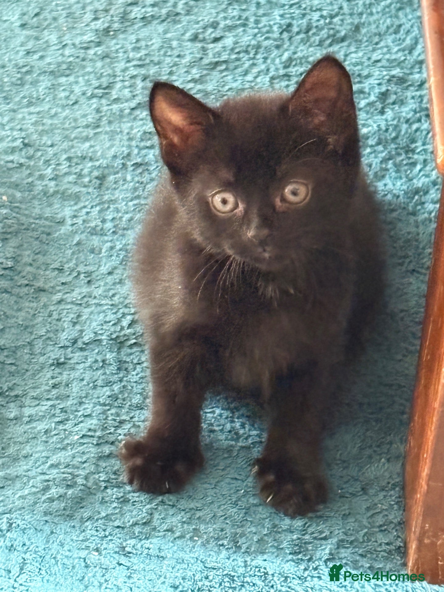 Mixed Breed cats Kitten for sale  - Advert 1