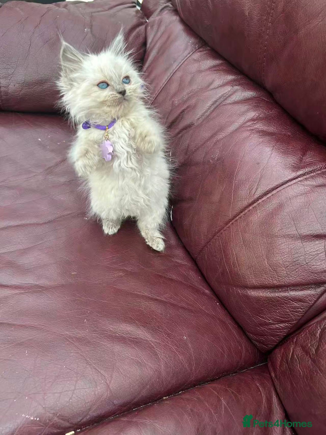 Ragdoll cats for sale: 8 purebred Ragdoll cats - Advert 1