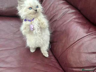 Ragdoll cats 8 purebred Ragdoll cats - Advert 3