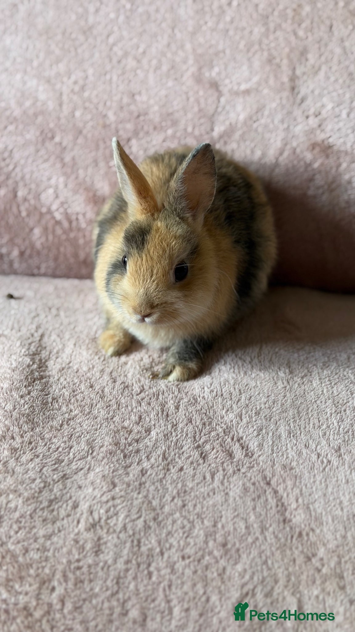 Netherland Dwarf rabbits The Netherland Dwarf Rabbits for Sale 🐰 - Advert 2
