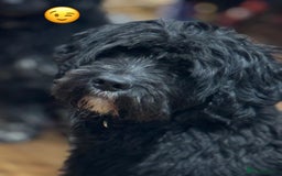 Portuguese Water Dog dogs for sale: ARTSEADOG KC registered Pure Portuguese Waterdogs - Image 34