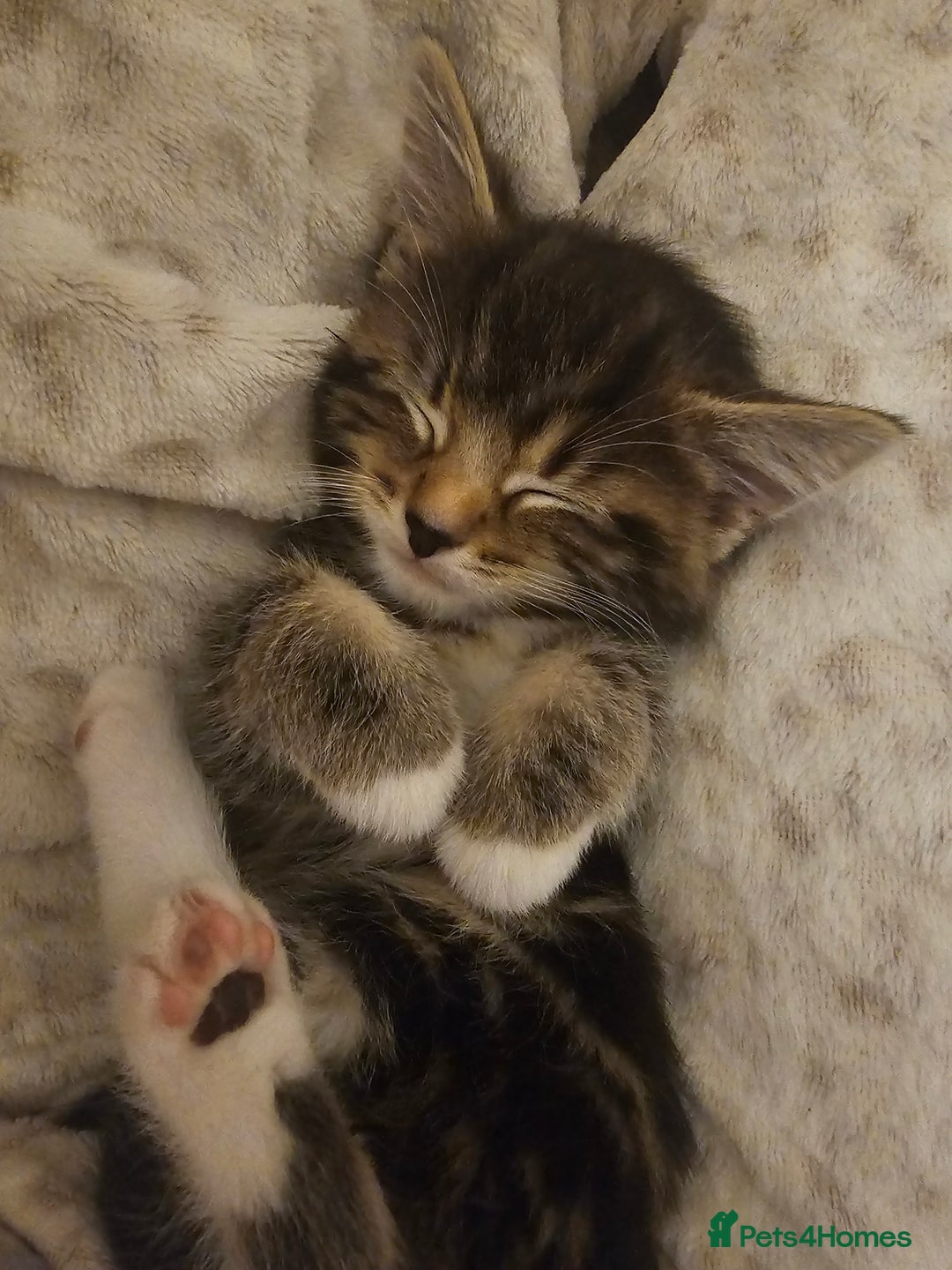 Mixed Breed cats for sale: Part Maine Coon - Advert 23