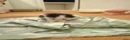 Mixed Breed cats for sale: Black & White Kitten for Sale 🐾 in Worcester - Advert 4