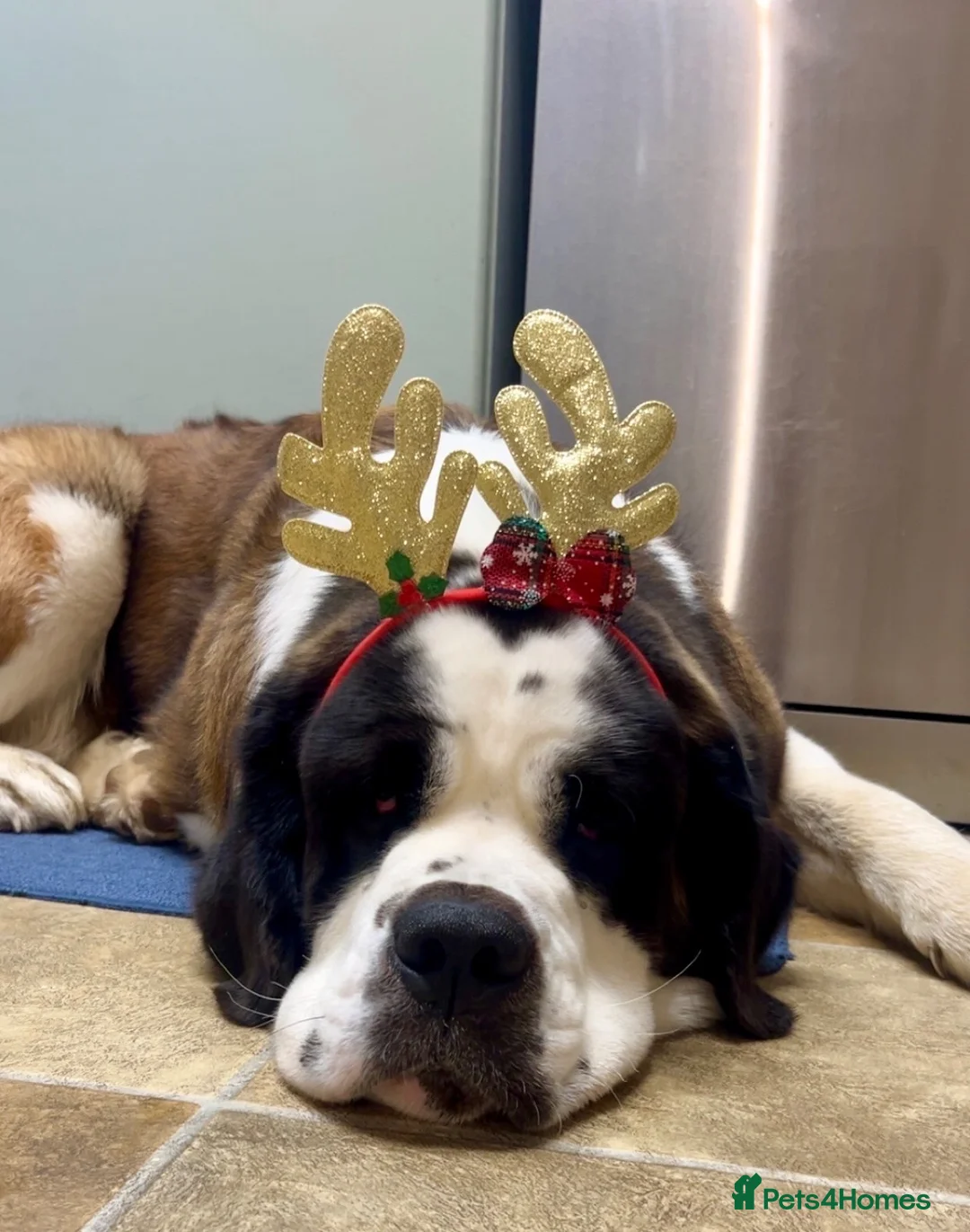 Saint Bernard dogs for stud: Pure breed stallion up for STUD  - Advert 2