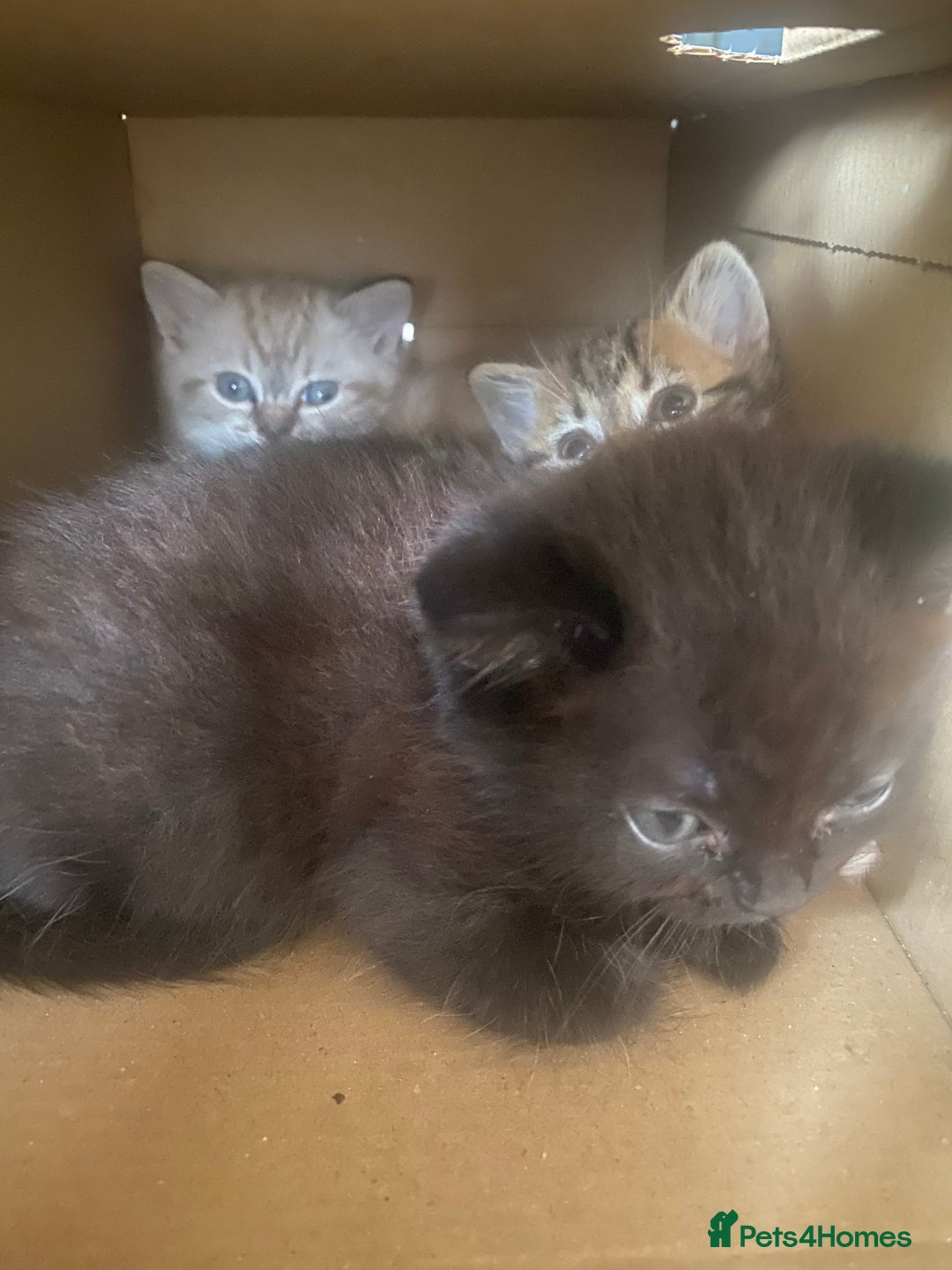 Mixed Breed cats for sale: kittens  - Image 5