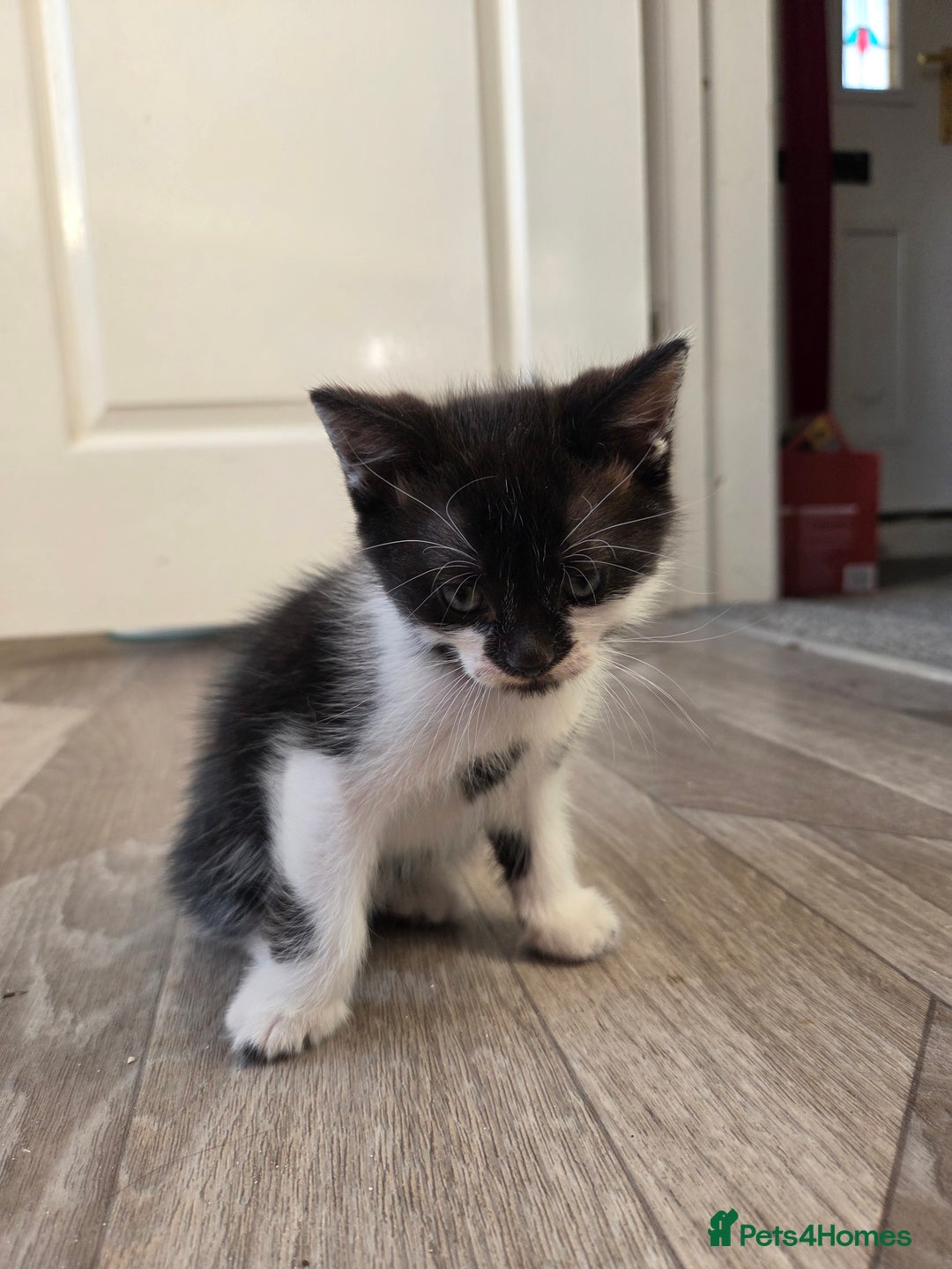 Domestic Shorthair cats for sale: Beautiful  kittens - Advert 4