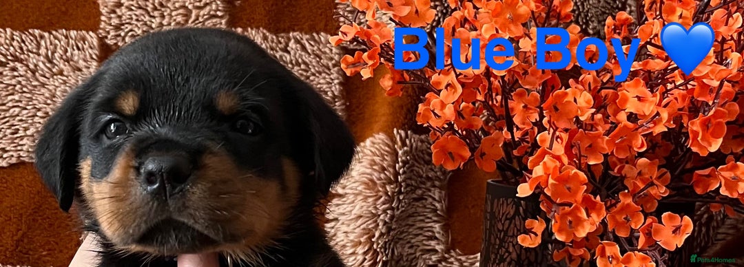Rottweiler dogs for sale: The best of the best Rottweilers  - Image 21