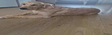Cooper 