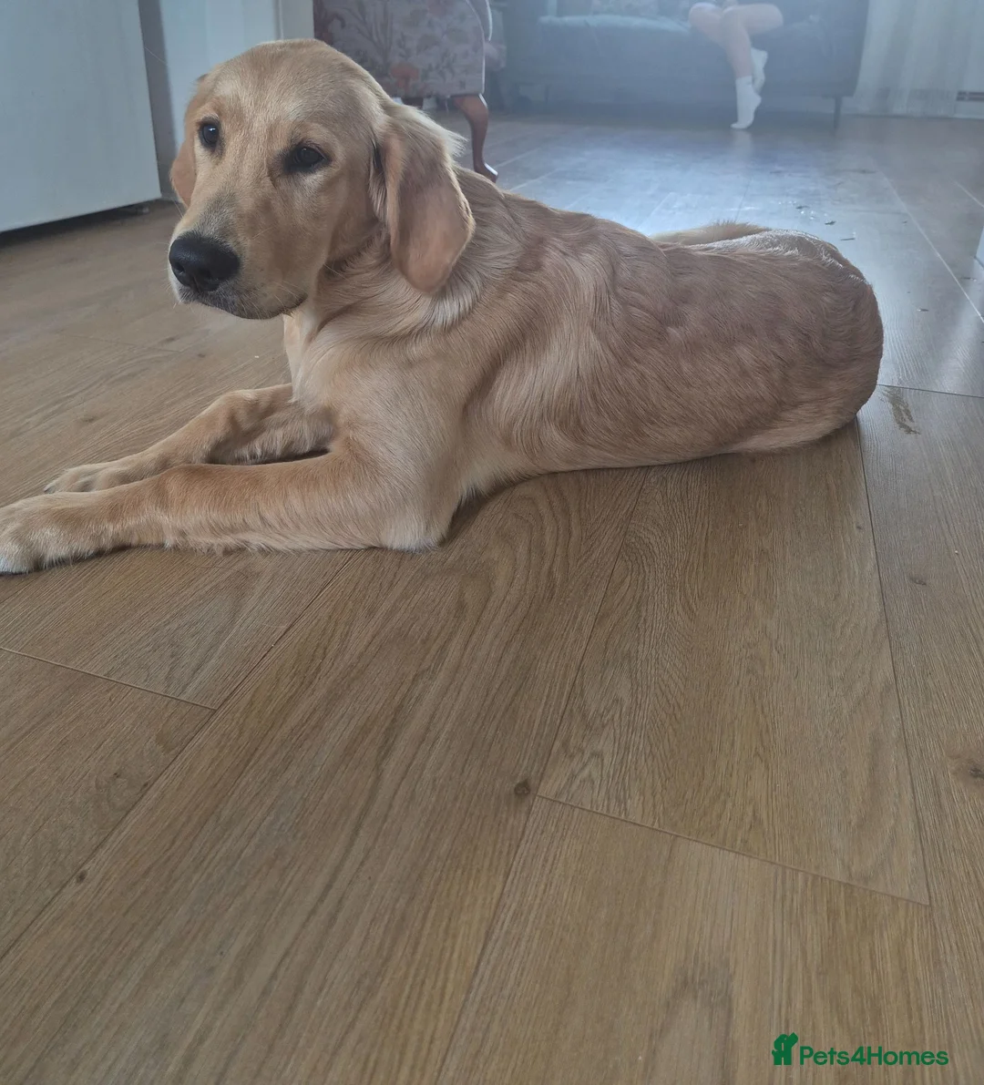 Golden Retriever dogs for sale: Goldren retriever  - Advert 5