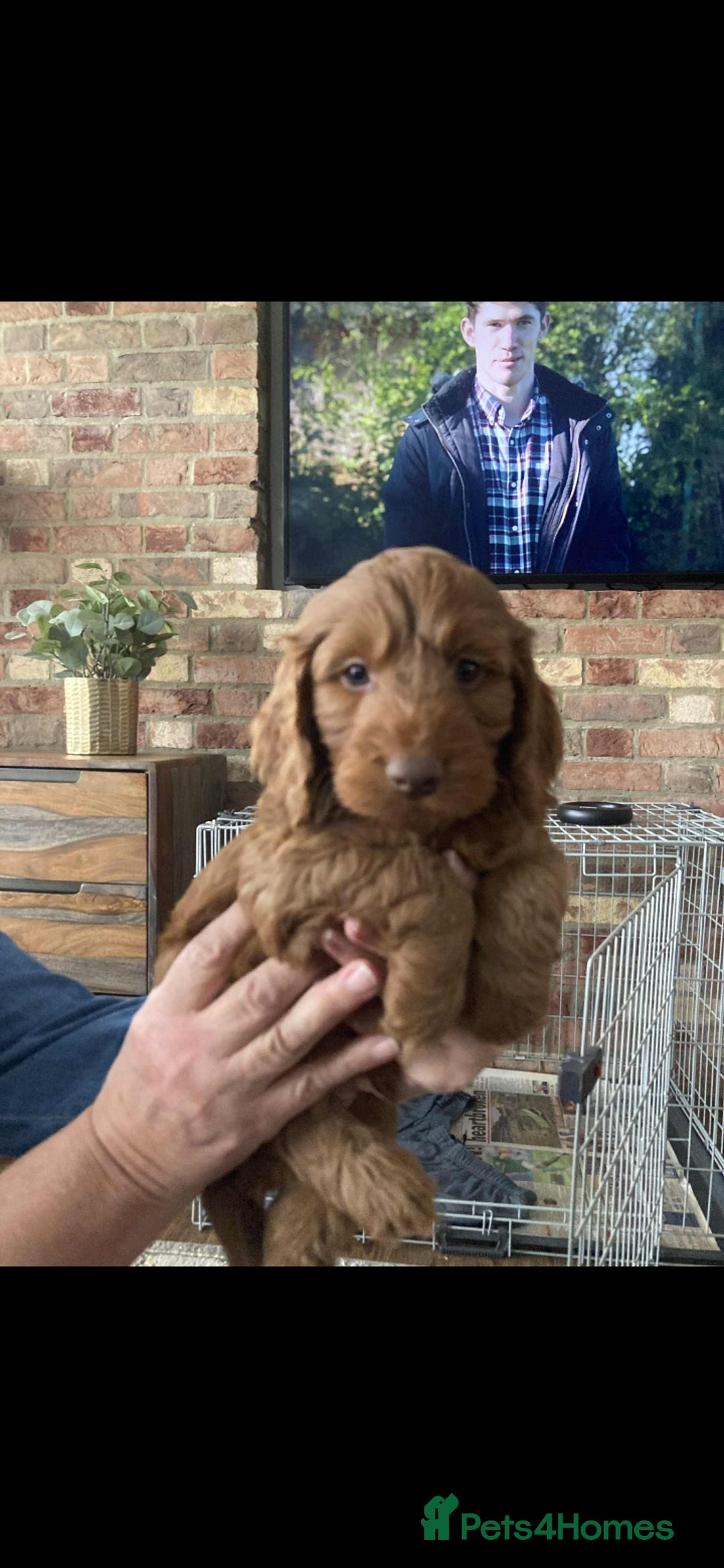Cockapoo dogs for sale: Cockapoo puppies  - Image 7
