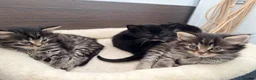 Maine Coon cats for sale: Mainecoon X Bombay X Tabby - Advert 35