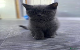 British Shorthair cats for sale: Stunning fluffy British short haired kittens  - Image 4