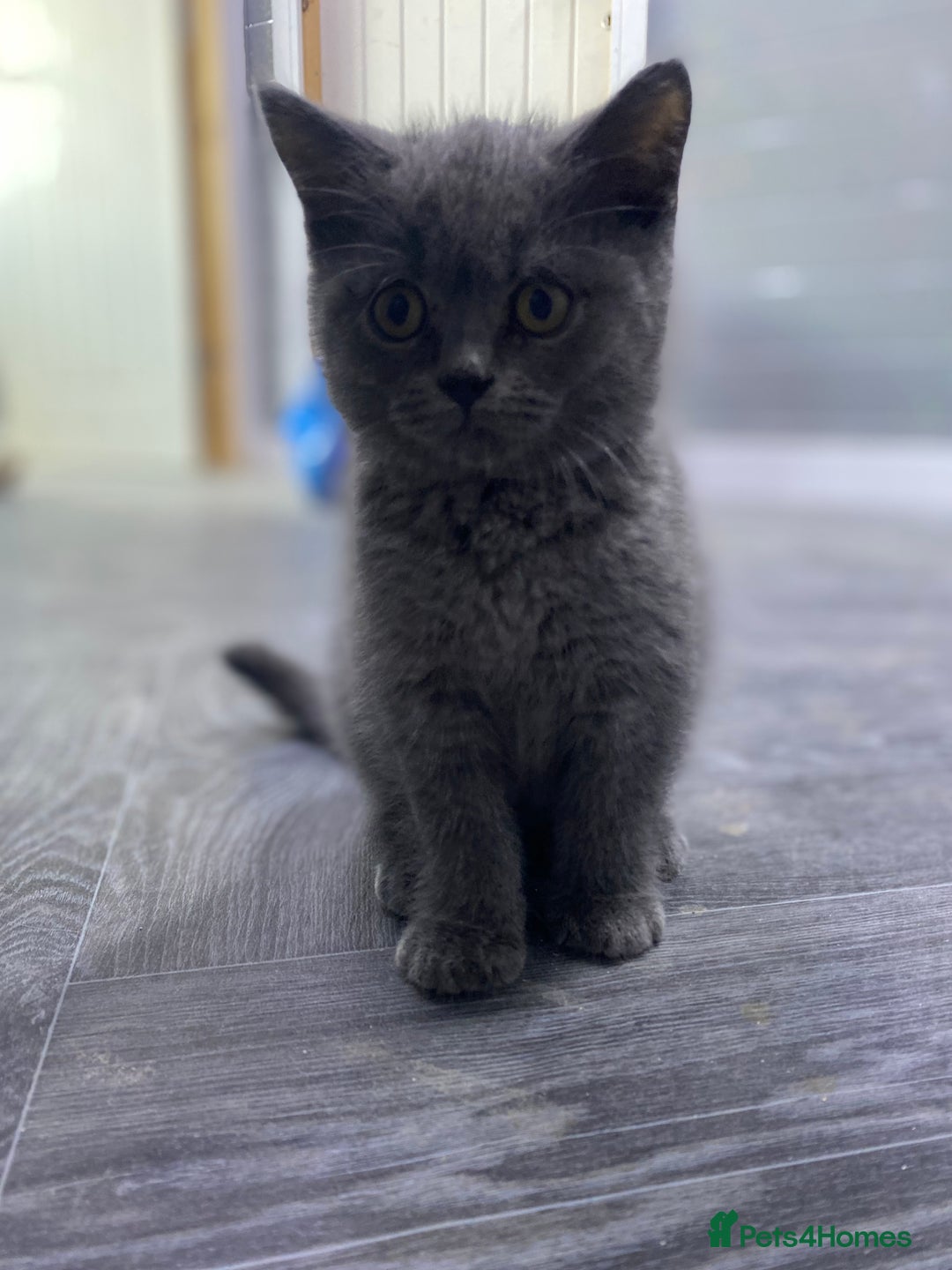 British Shorthair cats for sale: Stunning fluffy British short haired kittens  - Image 4