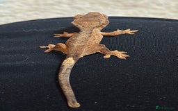 Gecko reptiles for sale: Beautiful Dalmatian Crested Gecko - Image 12