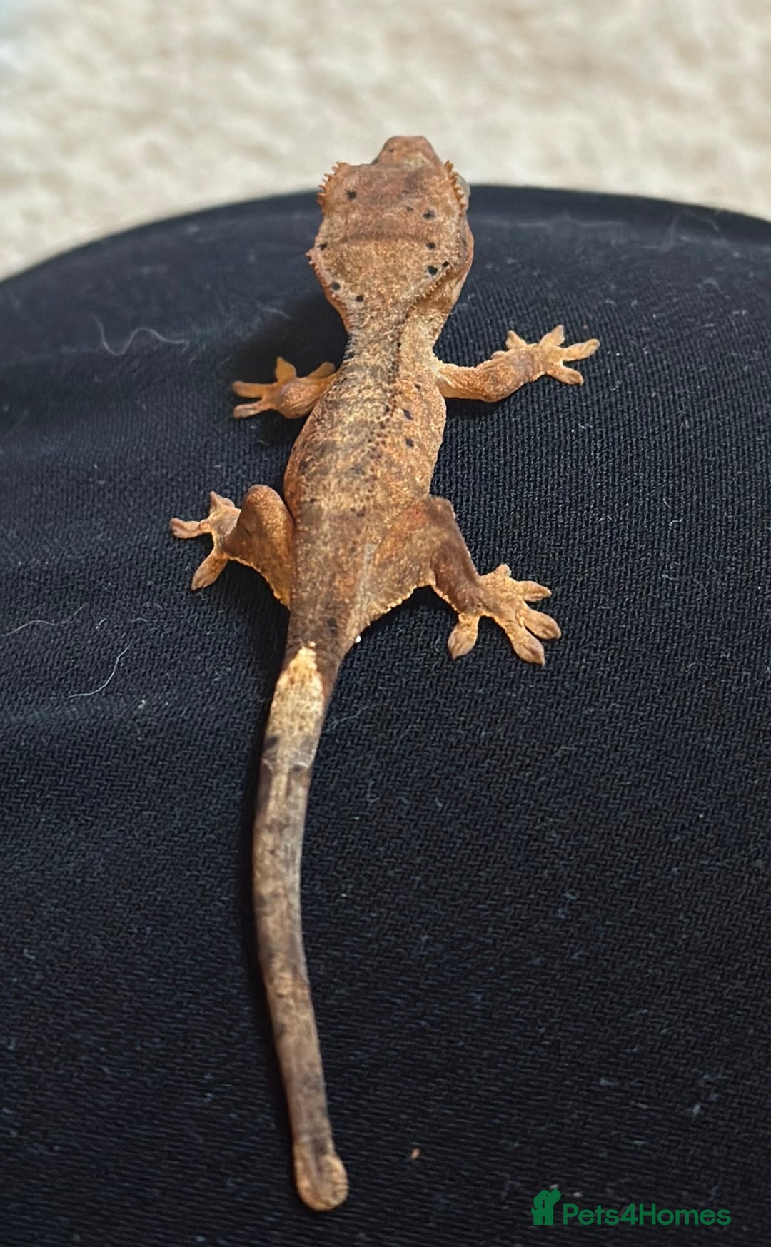 Gecko reptiles for sale: Beautiful Dalmatian Crested Gecko - Image 12