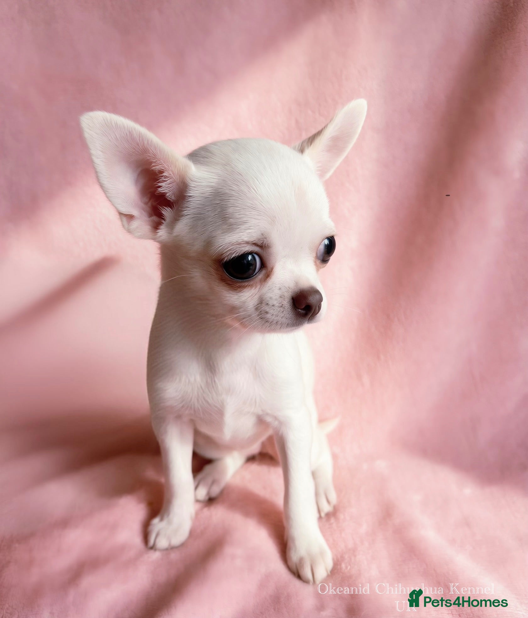 Chihuahua dogs Beautiful chihuahuas from champion lineage  - Advert 18