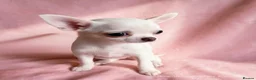 Chihuahua dogs for sale: Beautiful chihuahuas from champion lineage  - Advert 1